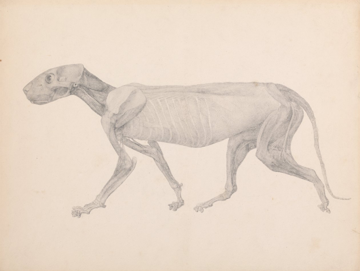 A Comparative Anatomical Exposition of the Structure of the Human Body with That of a Tiger and a Common Fowl: Tiger Body, Lateral View by George Stubbs