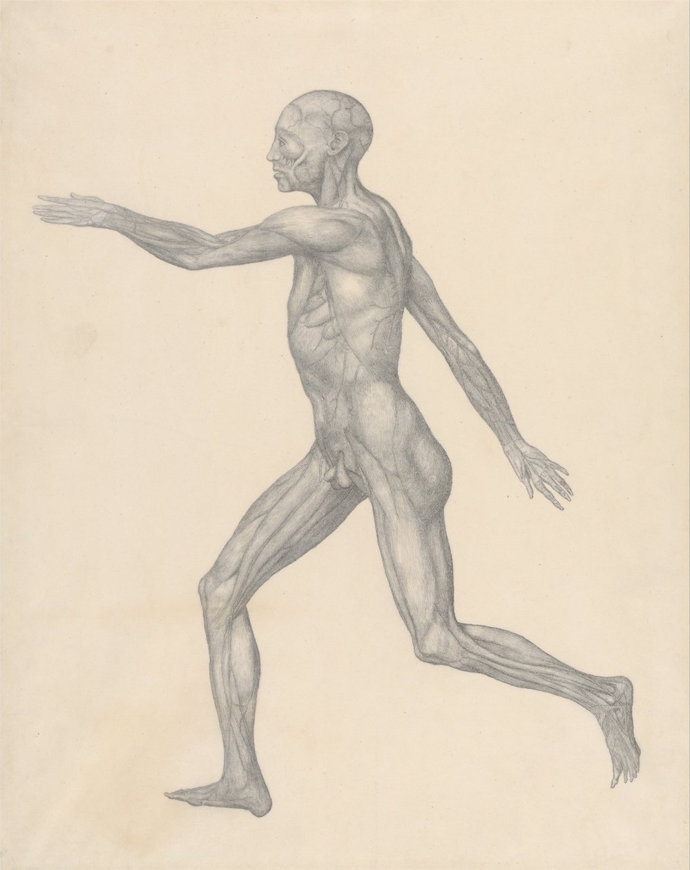 Comparative Anatomical Exposition of the Human Body with a Tiger and a Common Fowl: Human Figure, Lateral View by George Stubbs