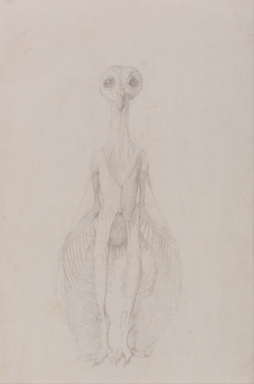 Owl Standing, Anterior View by George Stubbs