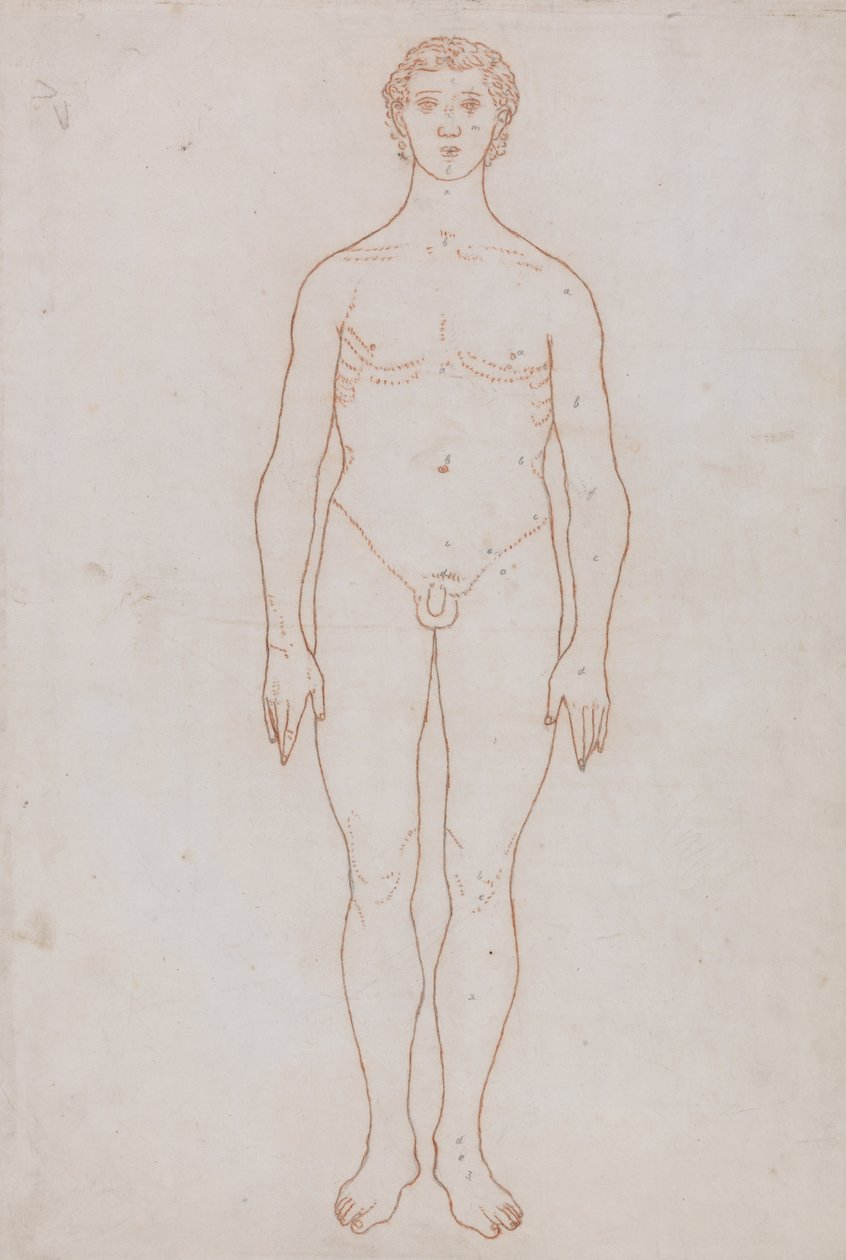 Study of the Human Figure, Anterior View by George Stubbs