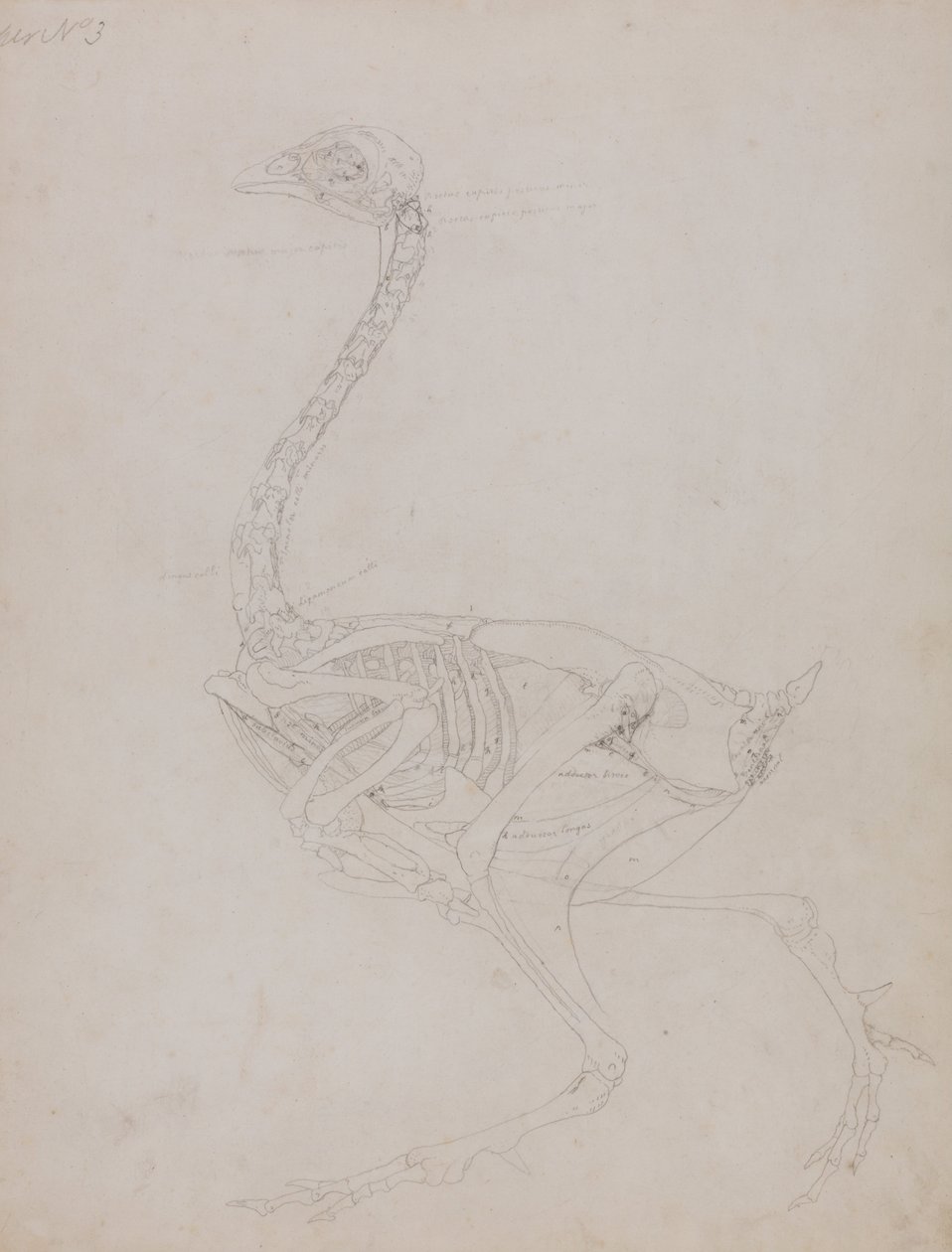 Comparative Anatomical Exposition: Fowl Body, Lateral View by George Stubbs