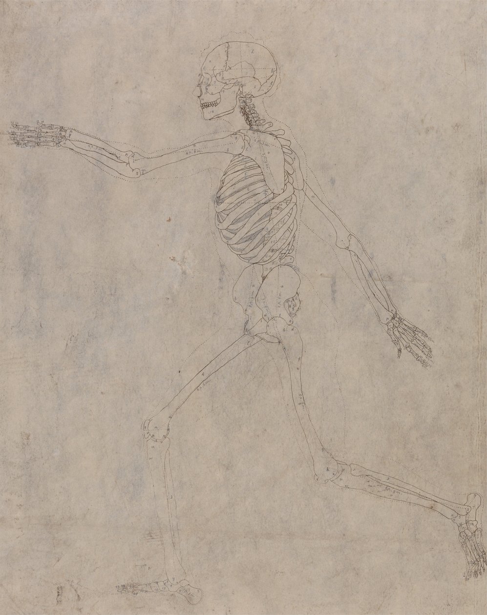 A Comparative Anatomical Exposition of the Structure of the Human Body with that of a Tiger and a Common Fowl: Human Skeleton, Lateral View by George Stubbs