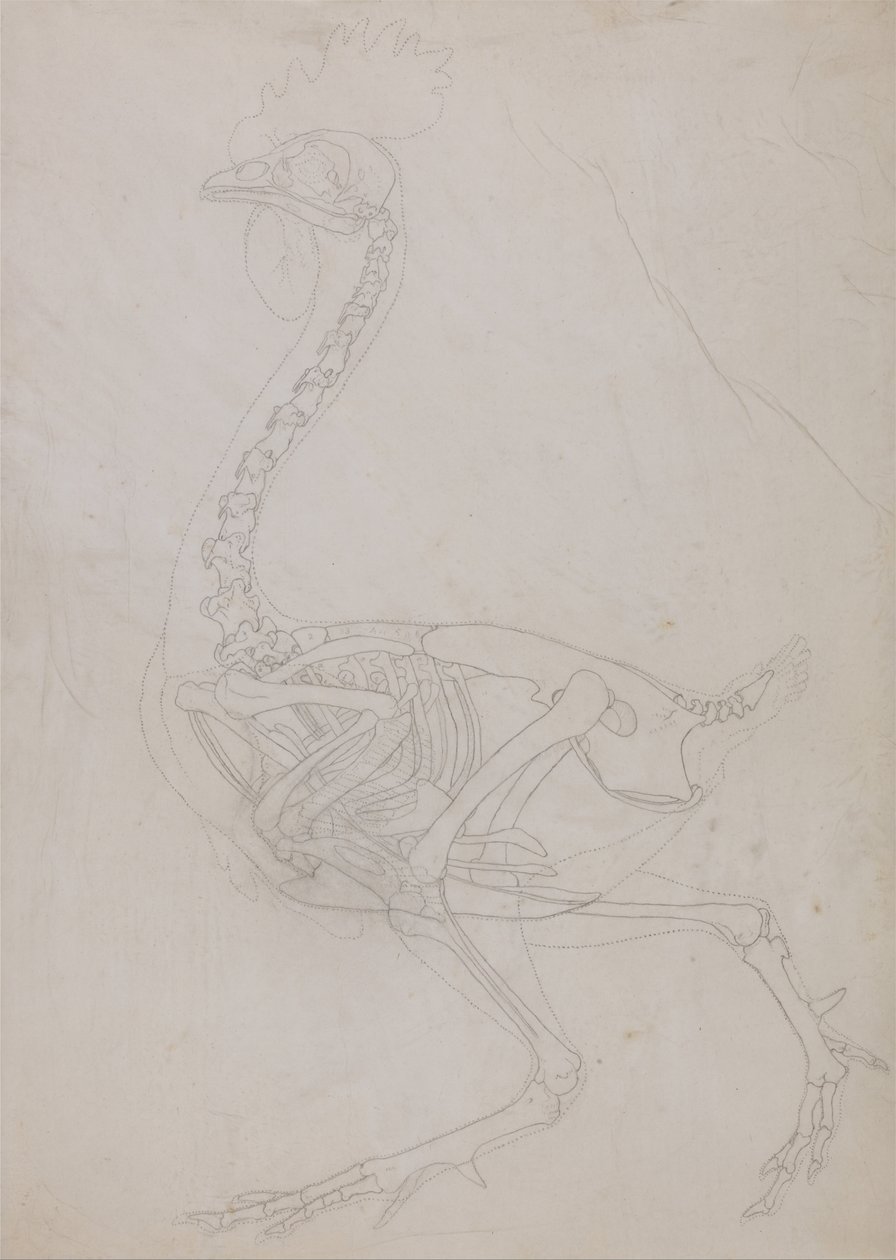A Comparative Anatomical Exposition of the Structure of the Human Body with that of a Tiger and a Common Fowl: Fowl Skeleton, Lateral View by George Stubbs