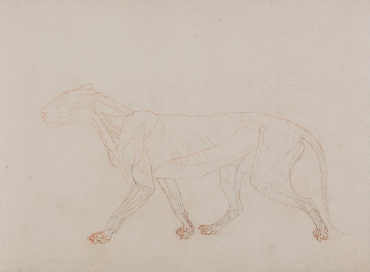 Comparative Anatomical Exposition: Tiger Body, Lateral View by George Stubbs