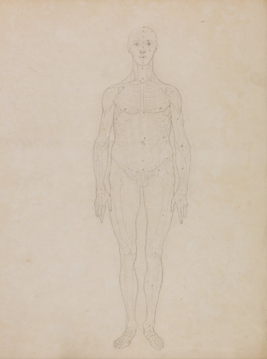 Study of the Human Figure, Anterior View by George Stubbs