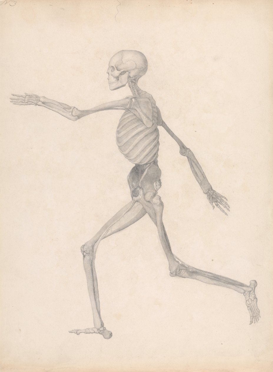 Comparative Anatomical Exposition: Human Figure, Lateral View by George Stubbs