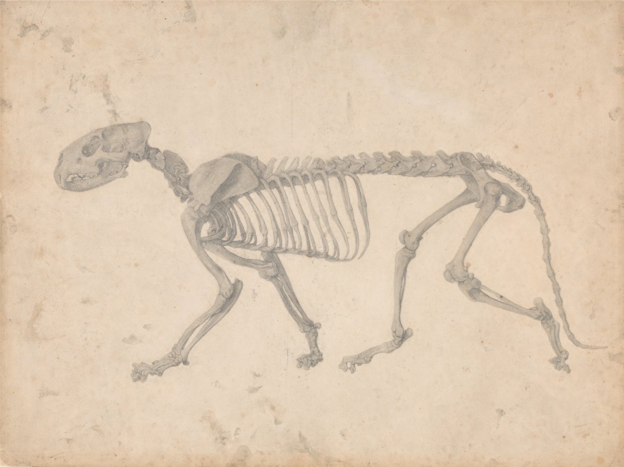 Comparative Anatomical Exposition: Tiger Skeleton, Lateral View by George Stubbs