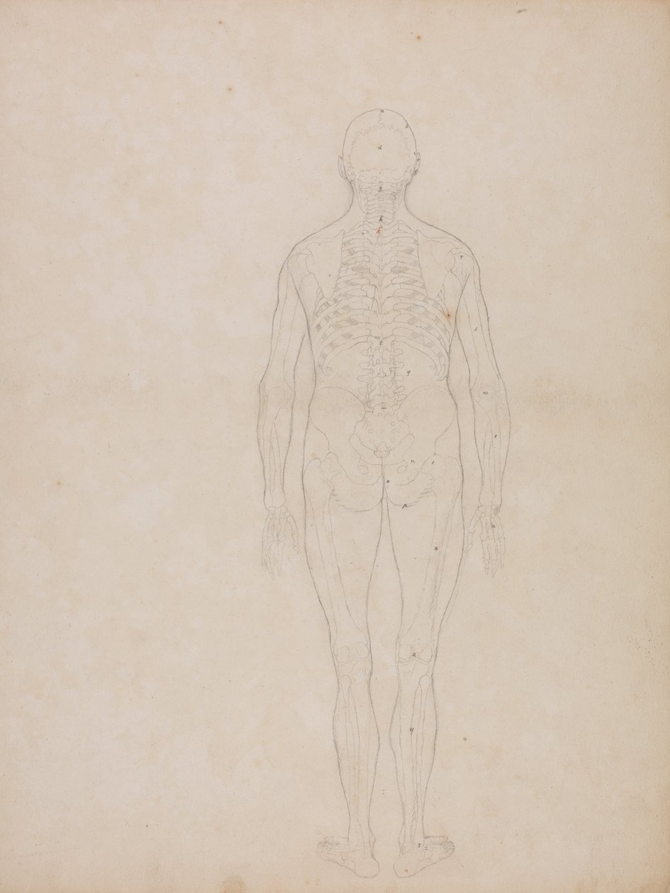Comparative Anatomical Exposition: Human Figure, Posterior View by George Stubbs