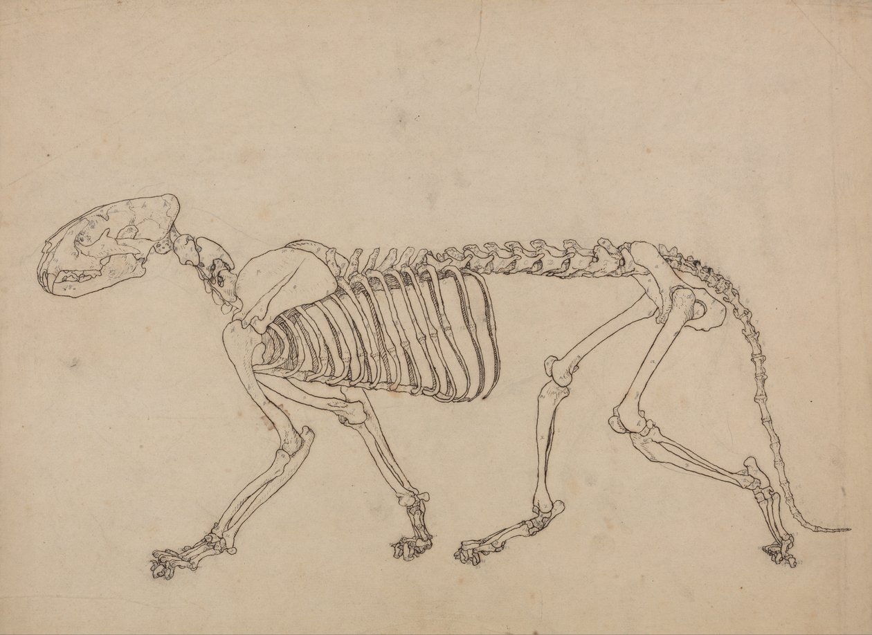Comparative Anatomical Exposition: Tiger Skeleton, Lateral View by George Stubbs