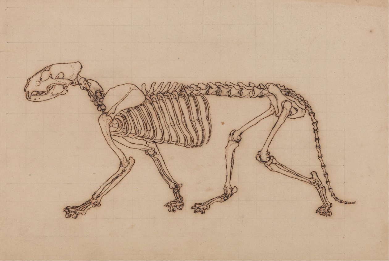 Tiger Skeleton, Lateral View by George Stubbs