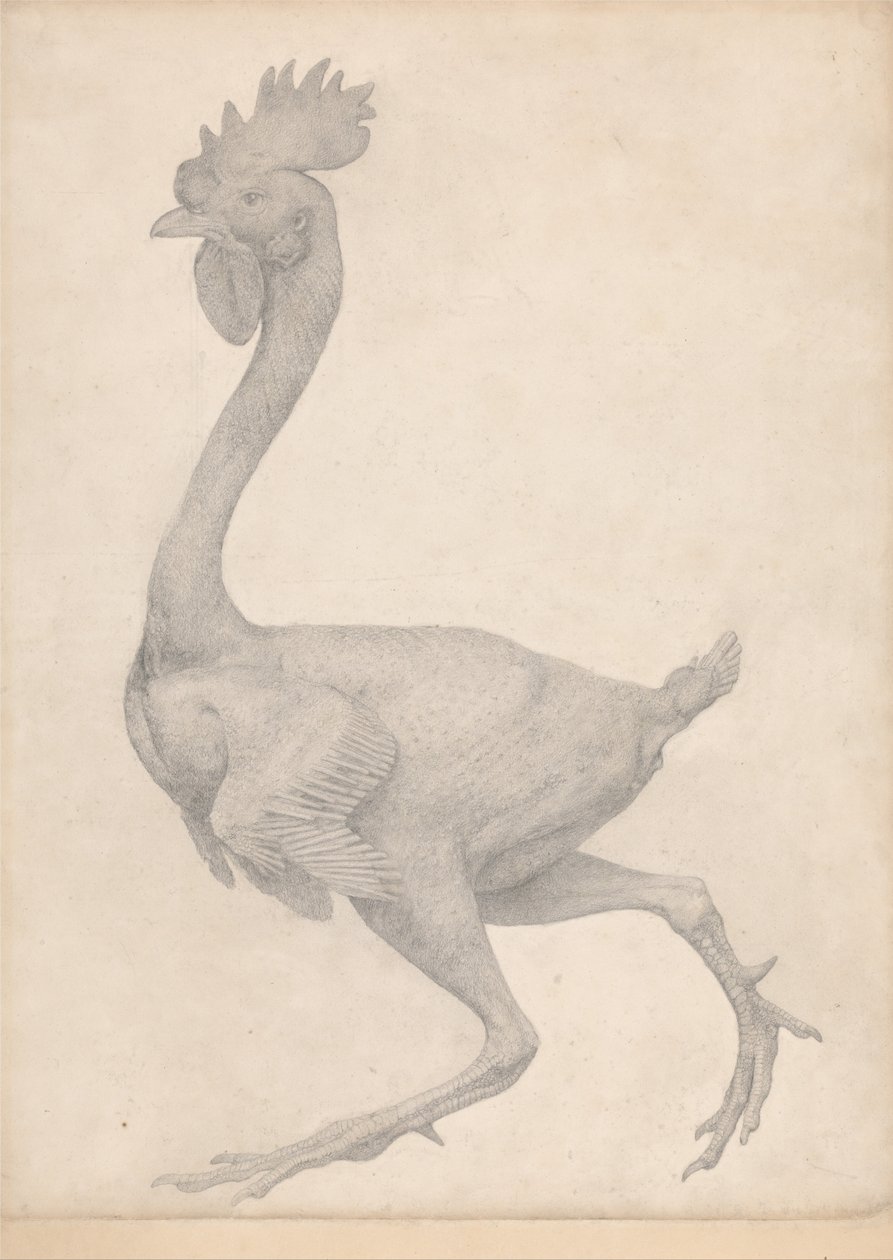 A Comparative Anatomical Exposition of the Structure of the Human Body with that of a Tiger and a Common Fowl: Fowl, Lateral View with Most Feathers Removed by George Stubbs