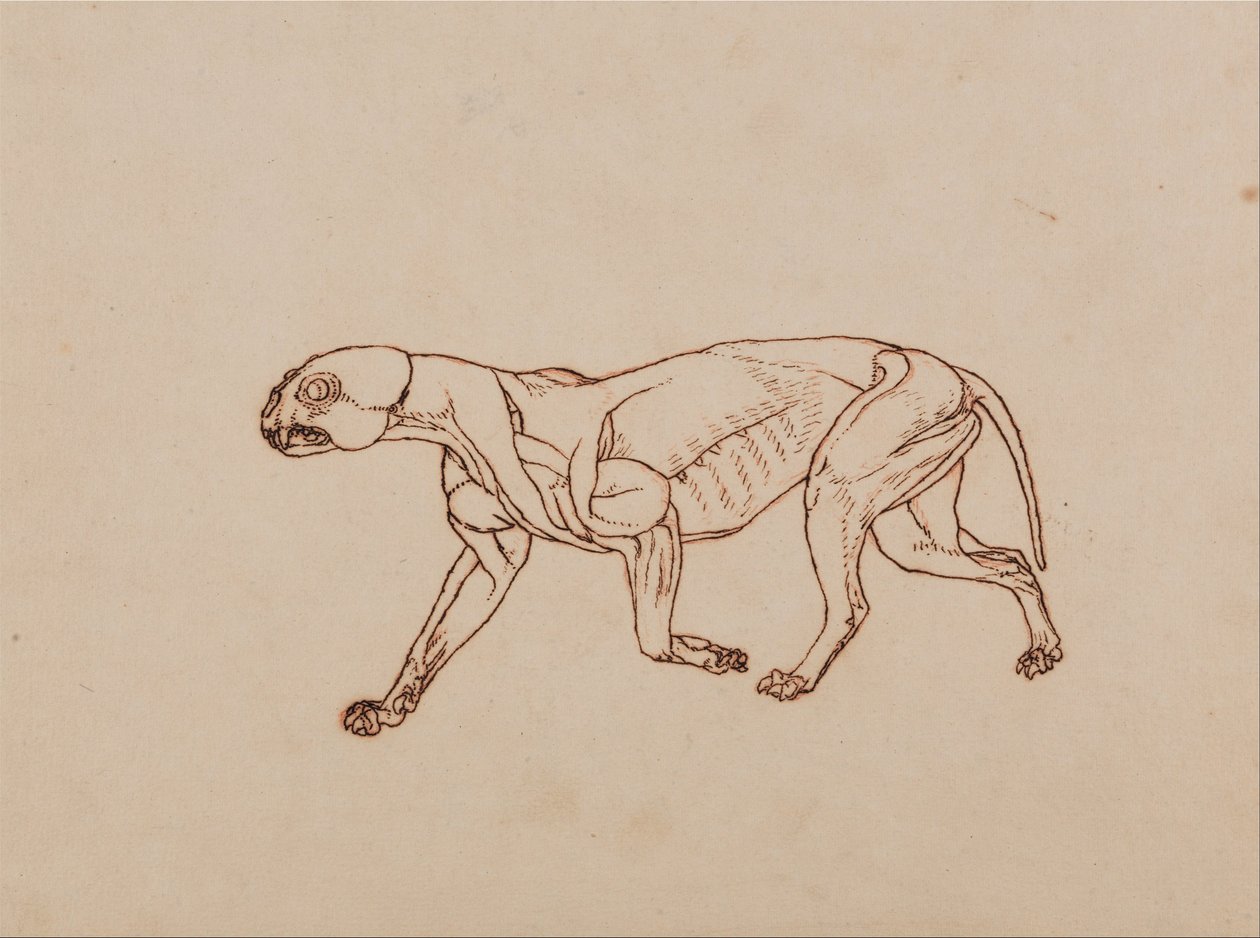Comparative Anatomical Exposition of the Human Body with a Tiger and a Common Fowl: Leopard Body, Lateral View by George Stubbs