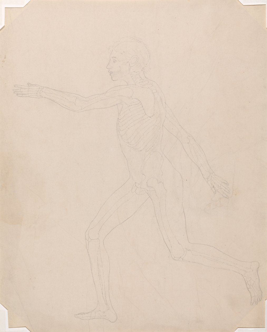 Human Figure, Lateral View by George Stubbs