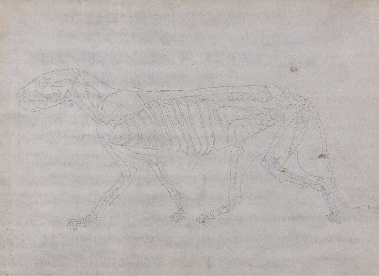 A Comparative Anatomical Exposition of the Structure of the Human Body with that of a Tiger and a Common Fowl: Tiger Body, Lateral View by George Stubbs