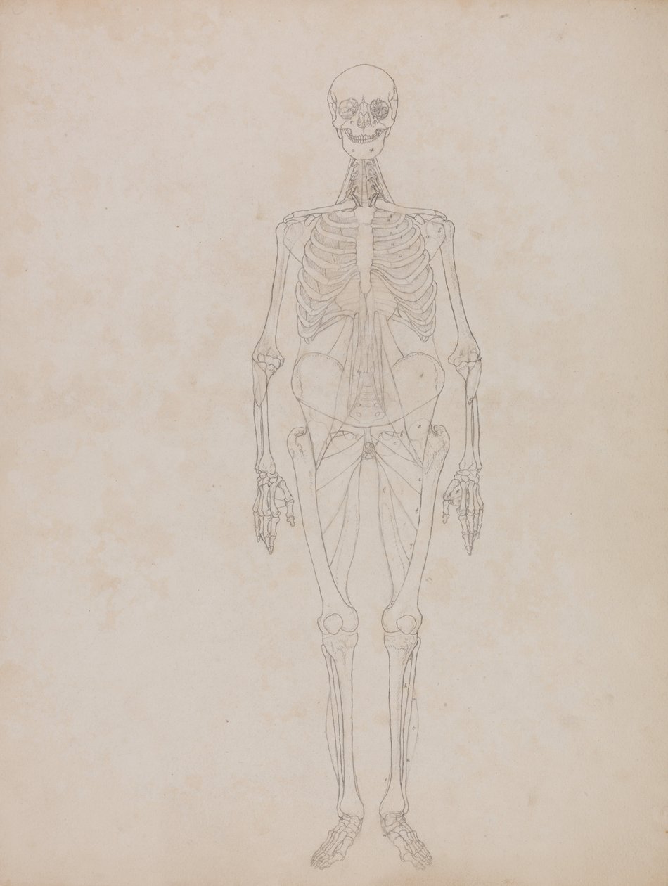 A Comparative Anatomical Exposition of the Structure of the Human Body with that of a Tiger and a Common Fowl: Human Figure, Anterior View (Outline figure) by George Stubbs