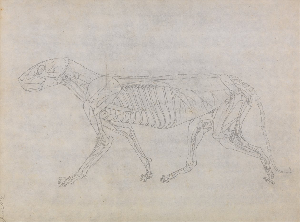 Comparative Anatomical Exposition of the Structure of the Human Body with that of a Tiger and a Common Fowl: Tiger Body, Lateral View by George Stubbs