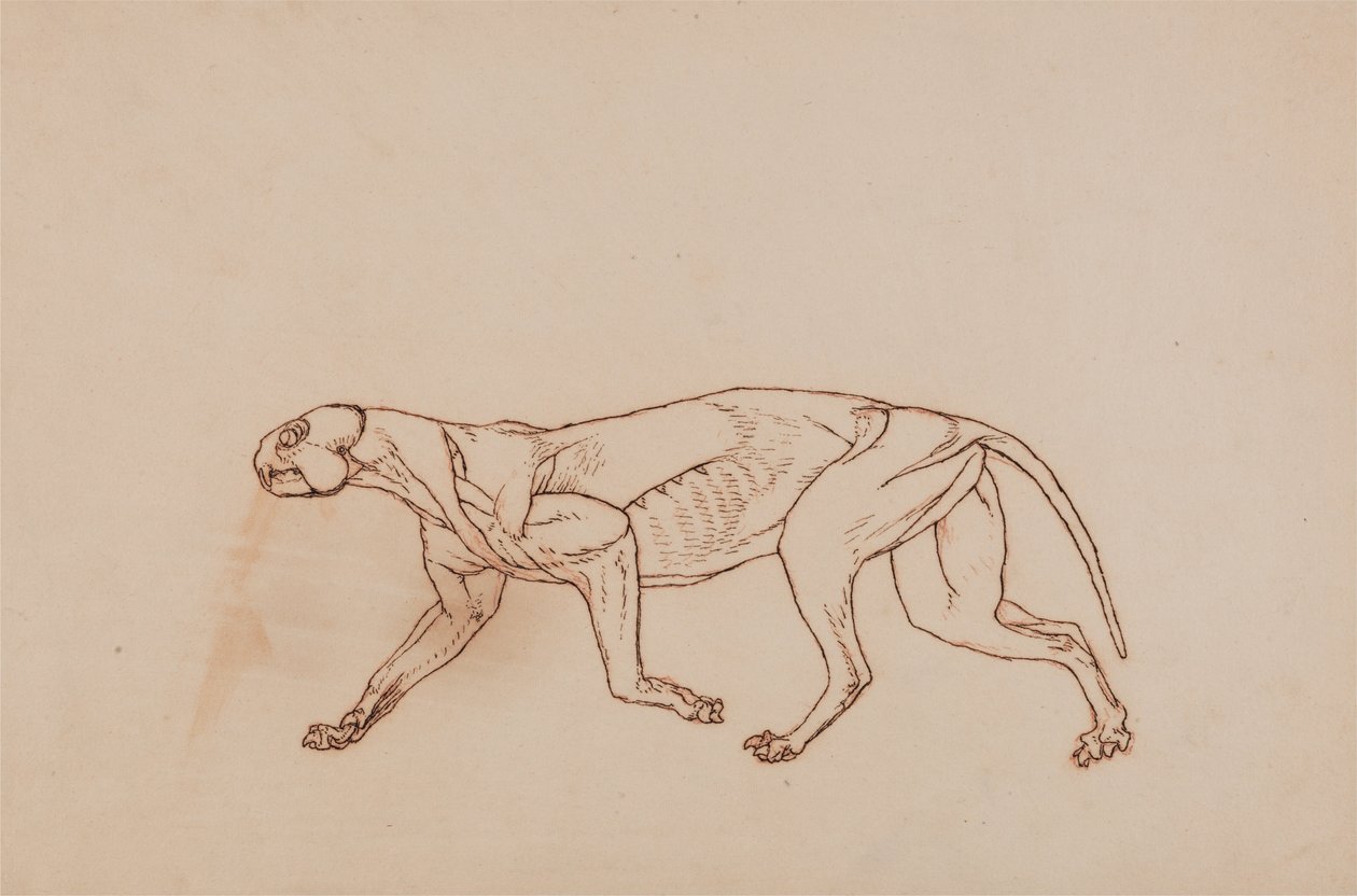 Leopard Body, Lateral View (Later stage in dissection, superficial connective tissue and ears removed) by George Stubbs