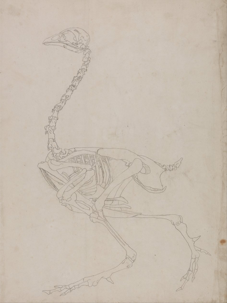 Fowl Skeleton, Lateral View (Outline drawing of the skeleton) by George Stubbs