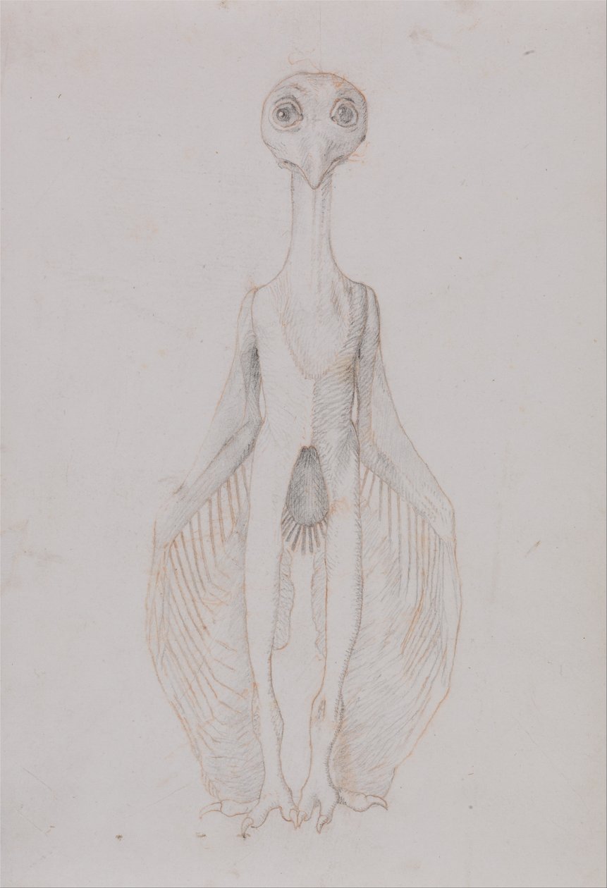 Owl Standing, Anterior View by George Stubbs