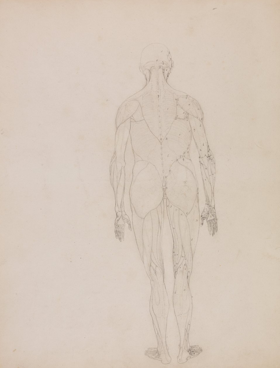 Human Figure, Posterior View by George Stubbs