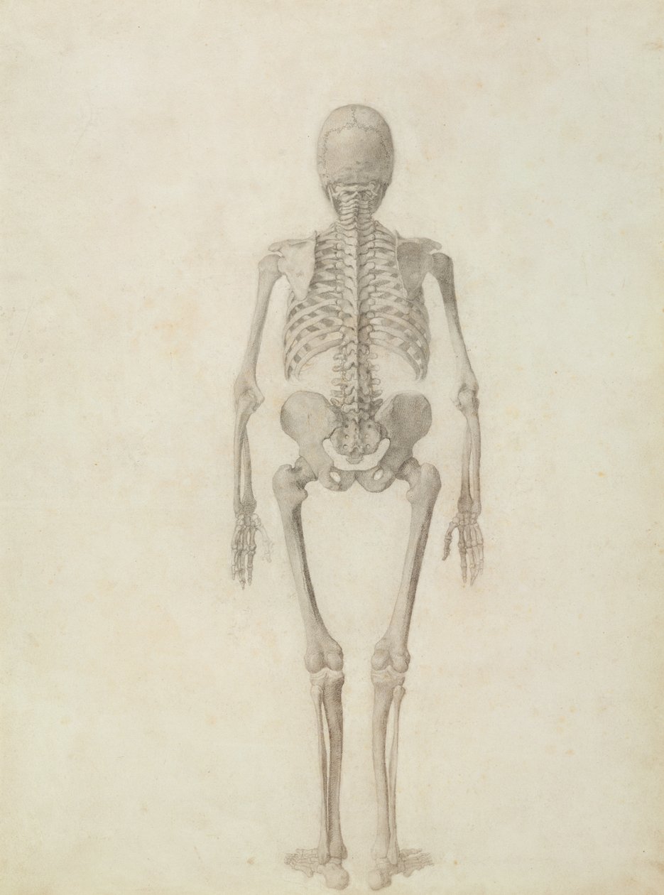 Human Skeleton, Posterior View by George Stubbs