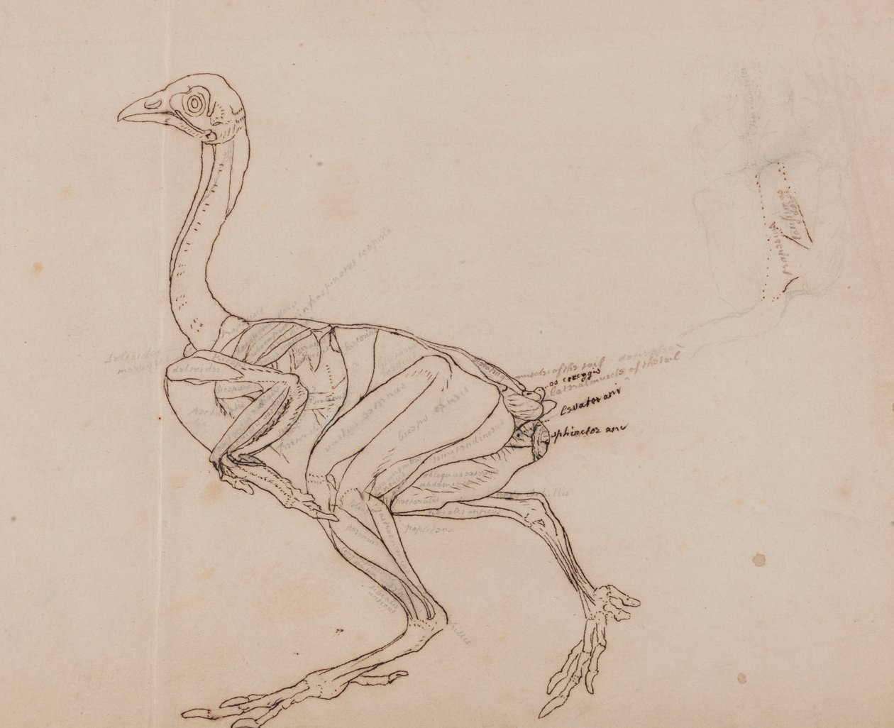 Dorking Hen Body, Lateral View by George Stubbs