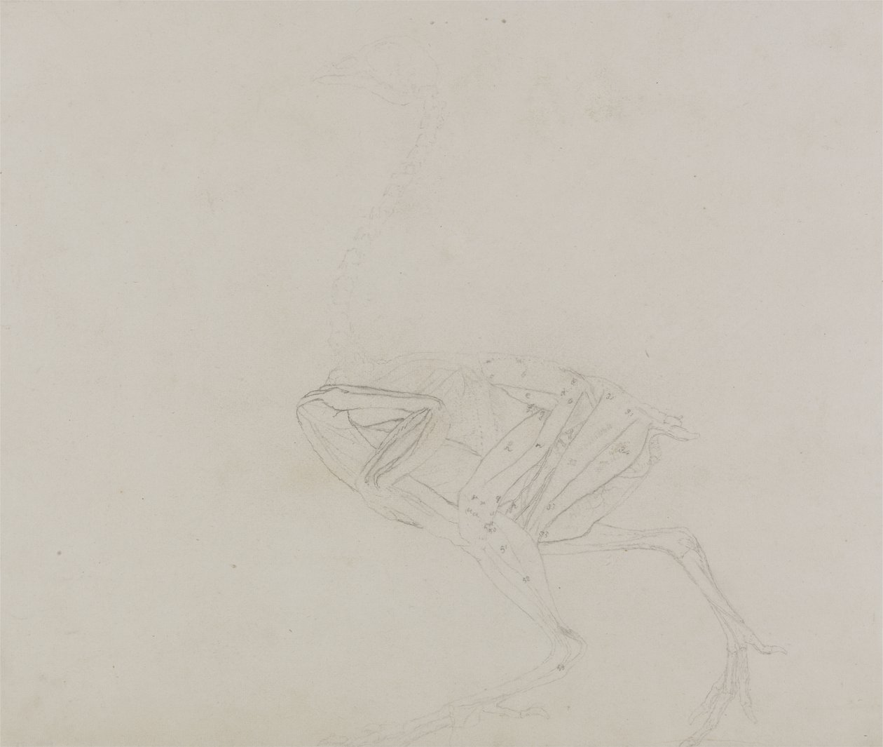 Dorking Hen Body, Lateral View, from A Comparative Anatomical Exposition of the Structure of the Human Body with that of a Tiger and a Common Fowl, 1795-1806 by George Stubbs