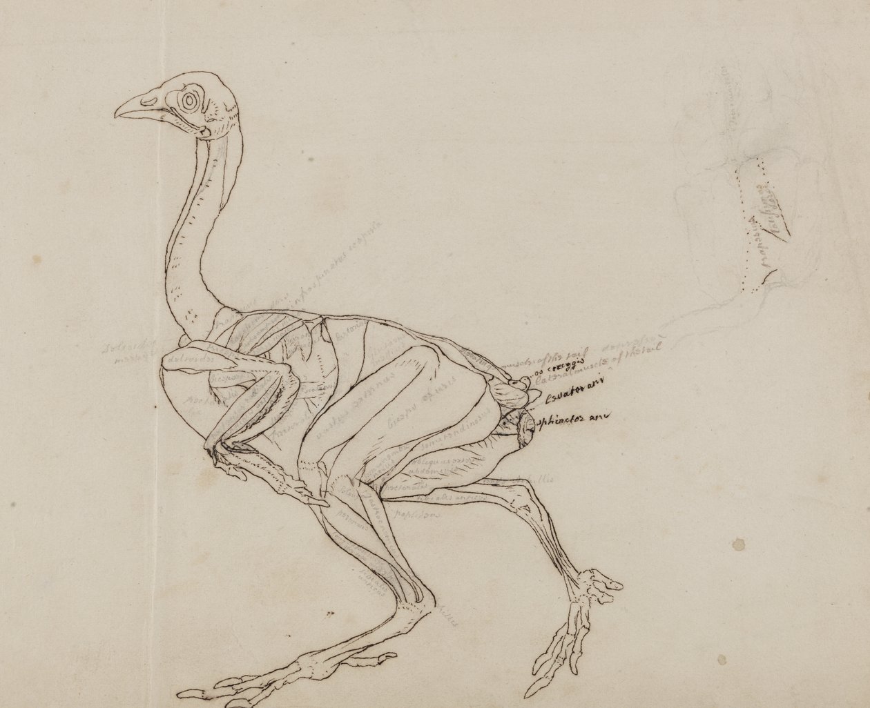 Dorking Hen Body, Lateral View by George Stubbs