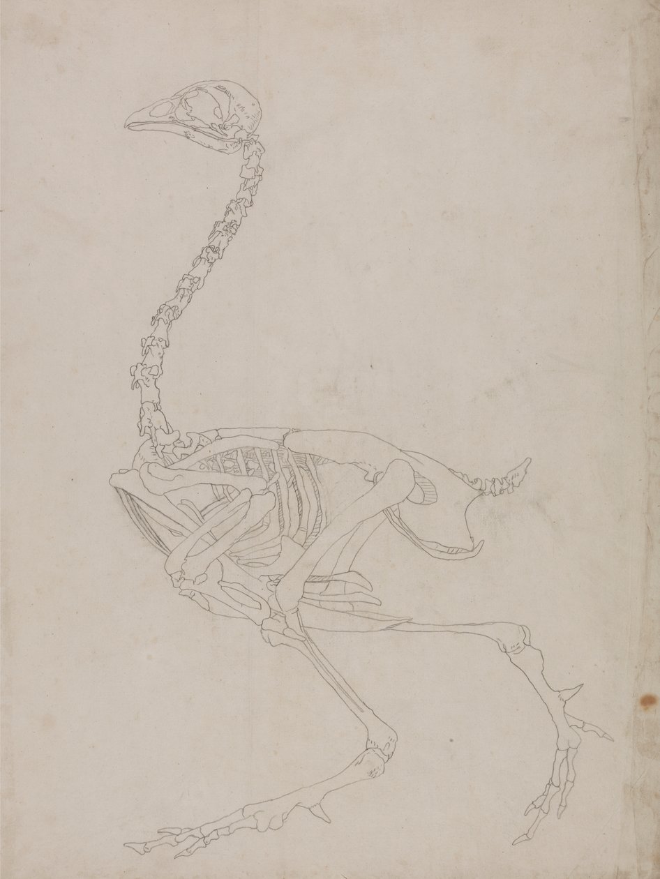 Fowl Skeleton, Lateral View by George Stubbs