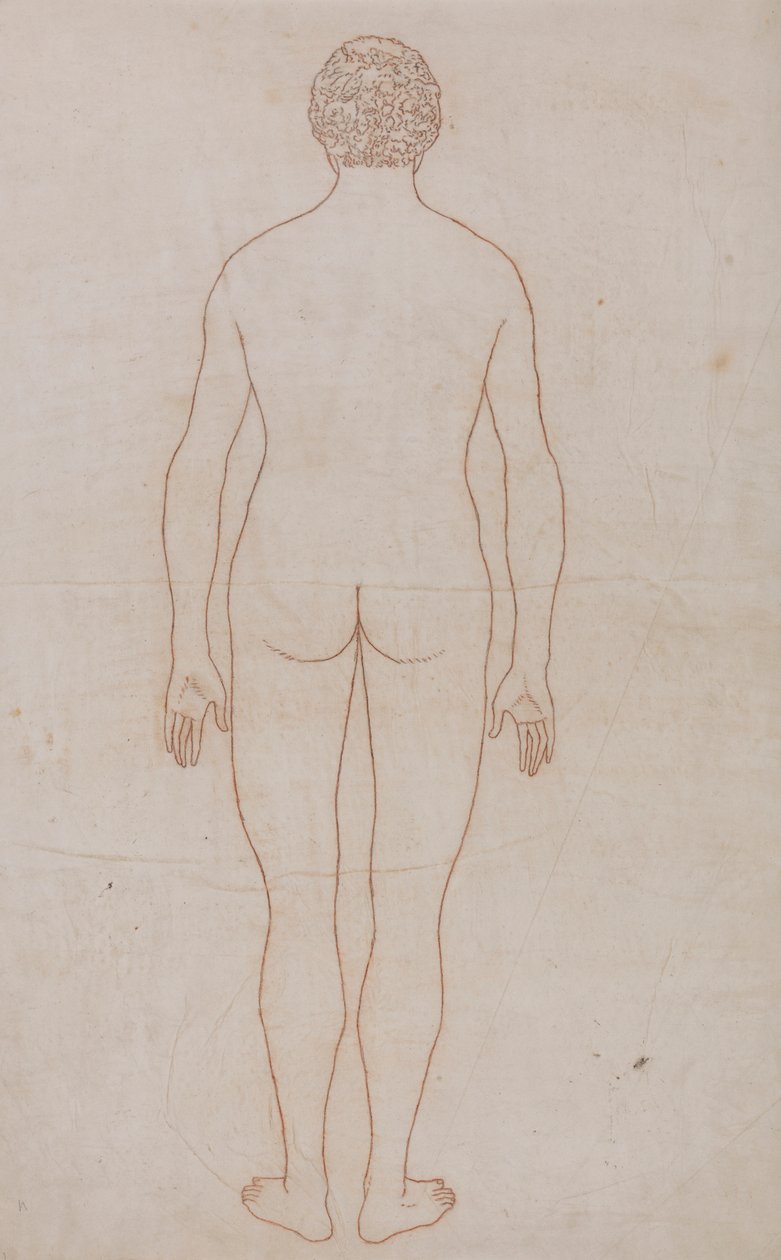 Human Body, Posterior View by George Stubbs