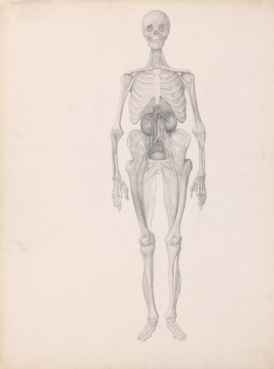 Human Figure, Anterior View by George Stubbs