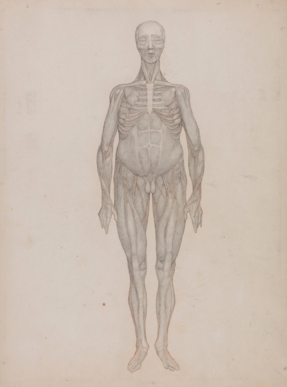 Human Figure, Anterior View by George Stubbs