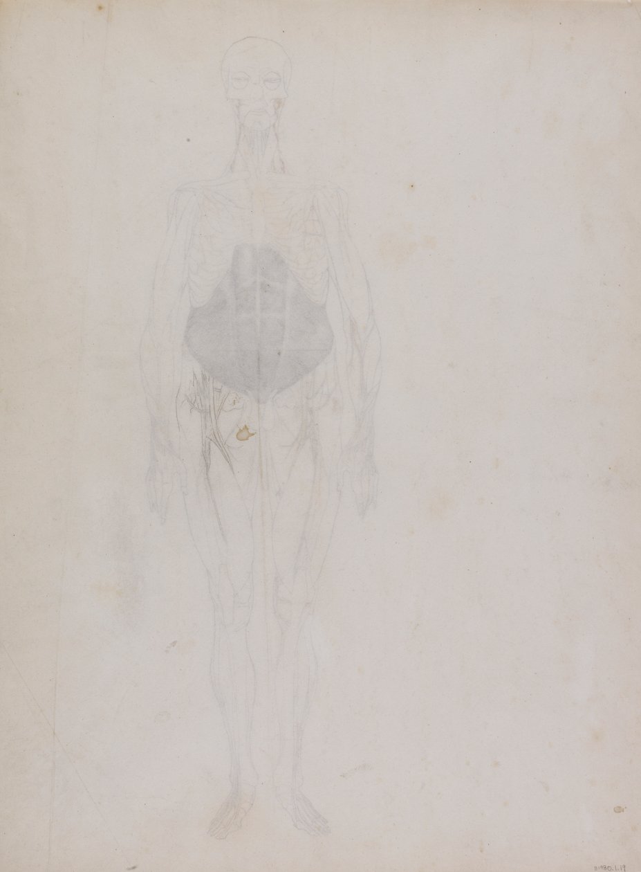 Human Figure, Anterior View by George Stubbs