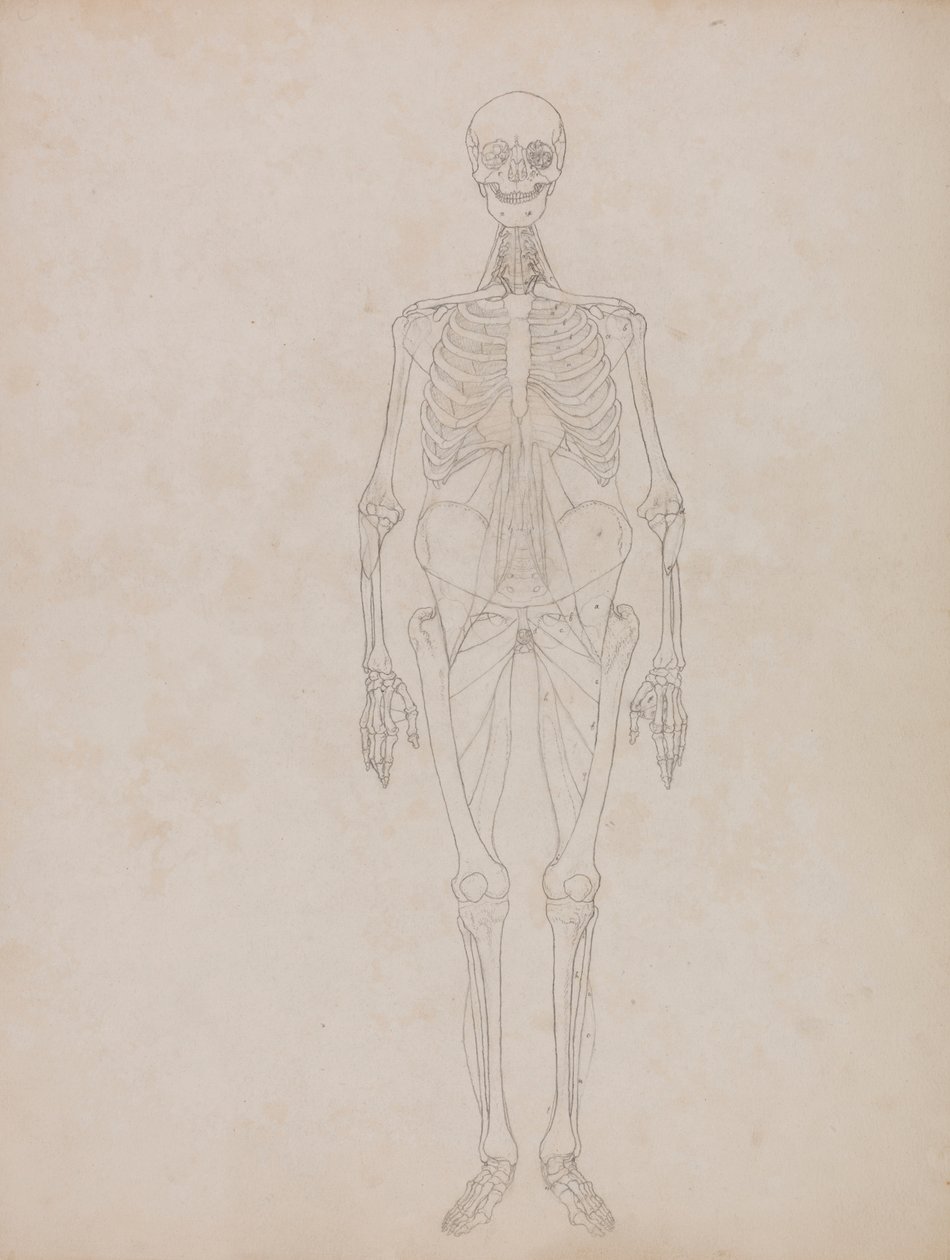 Human Figure, Anterior View by George Stubbs
