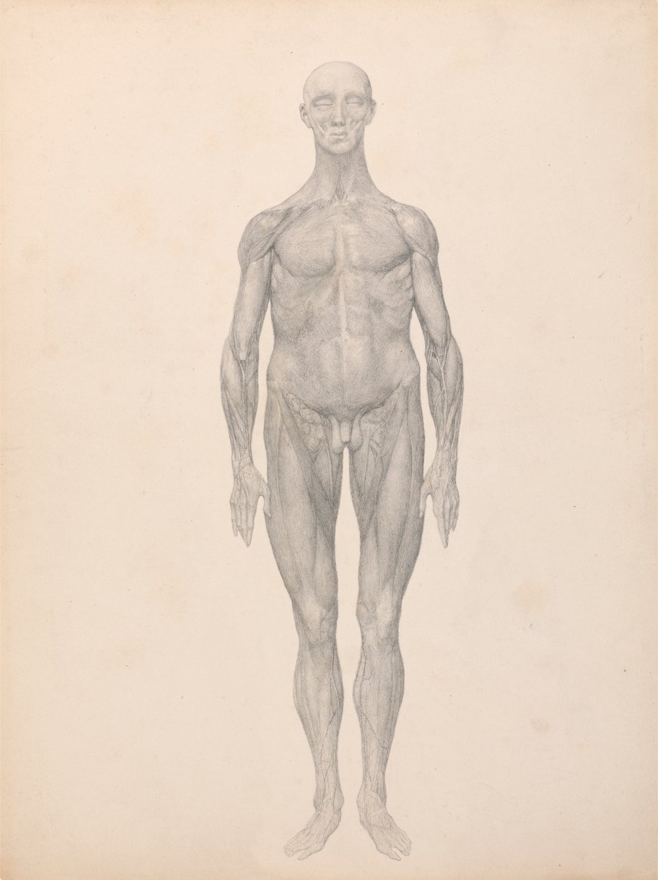 Human Figure, Anterior View, Skin and Underlying Fascial Layers Removed ...