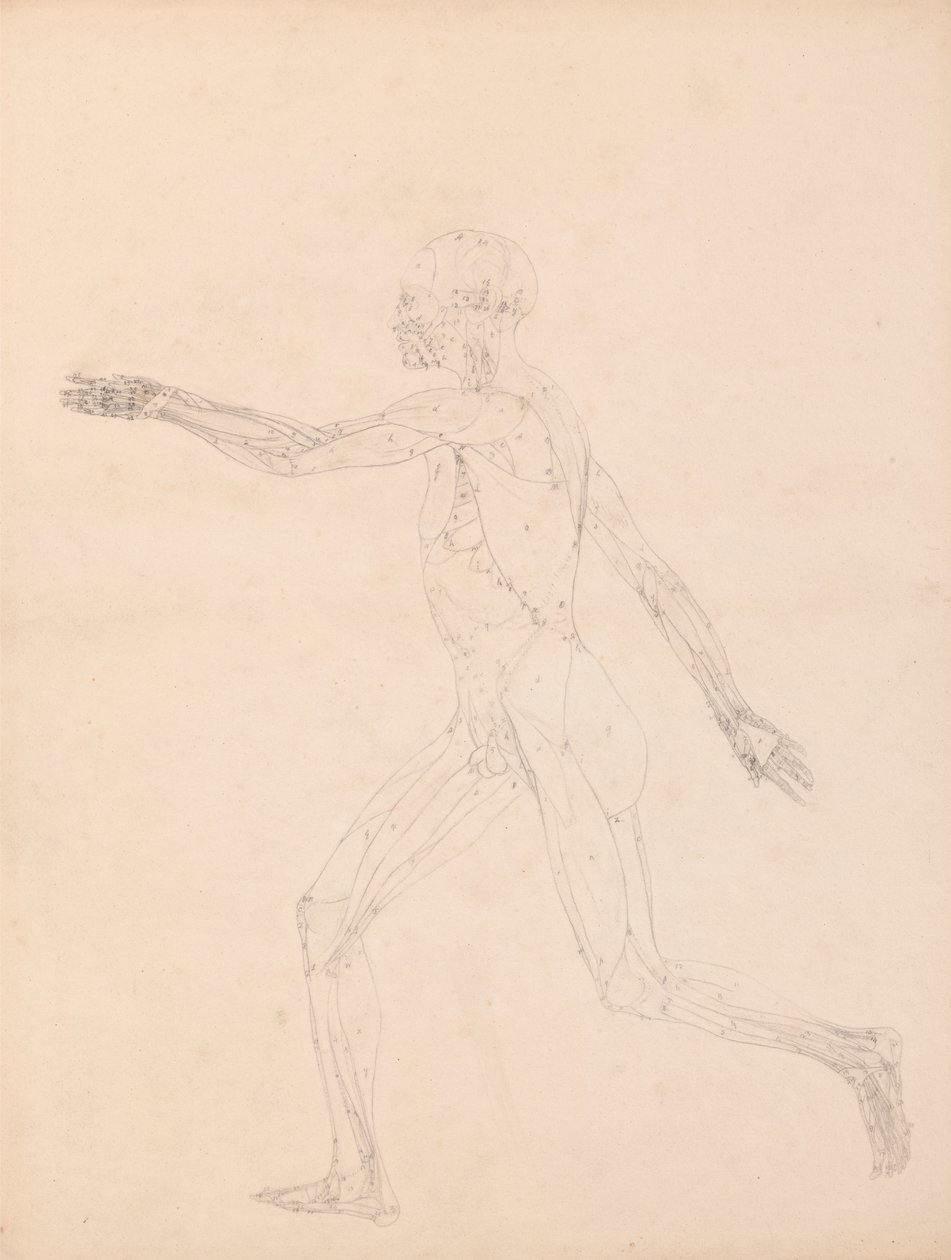 Human Figure, Lateral View (For the Key Figure to Table XIII) by George Stubbs