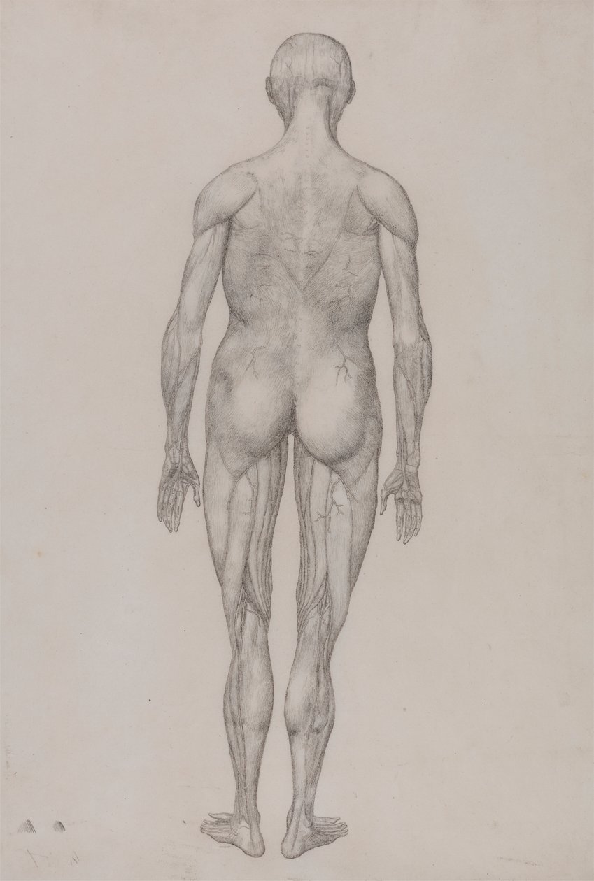 Human Figure, Posterior View by George Stubbs