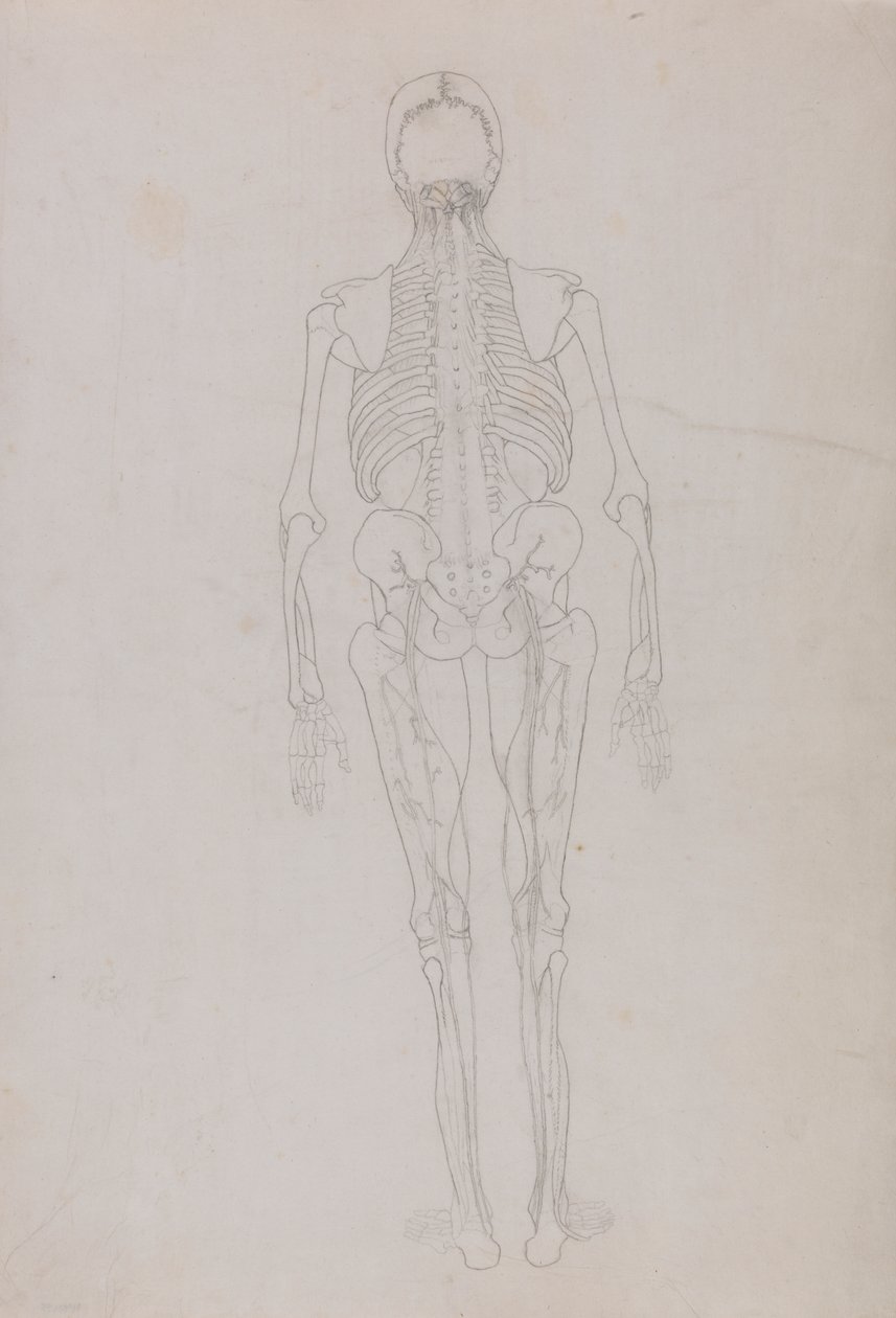 Human Figure, Posterior View (Outline drawing for a key figure showing the final stage of dissection) by George Stubbs