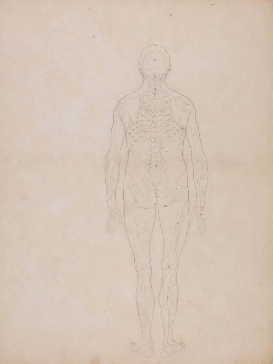 Human Figure, Posterior View by George Stubbs