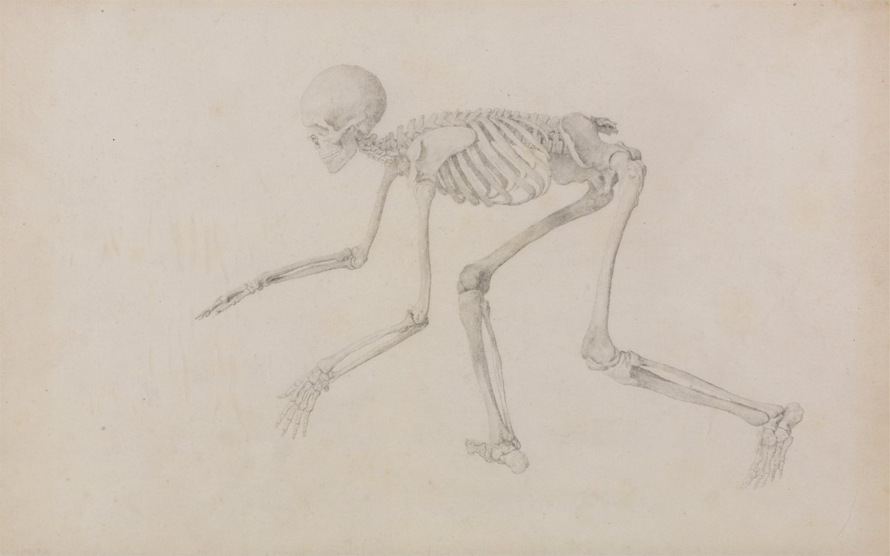 Human Skeleton, Lateral View (in Crawling Posture; finished study for an unpublished table) by George Stubbs