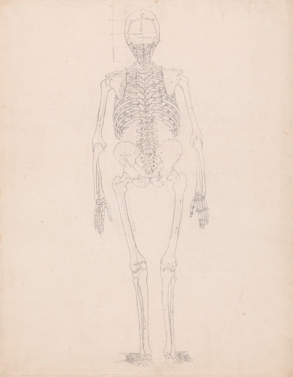 Human Skeleton, Posterior View by George Stubbs