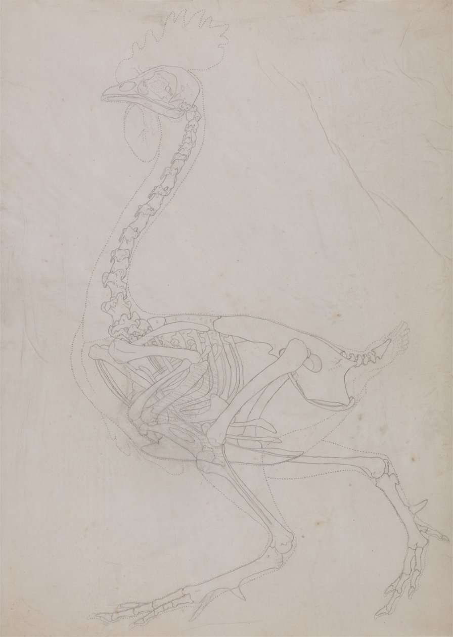 Study of a Fowl, Lateral View, from A Comparative Anatomical Exposition of the Structure of the Human Body with that of a Tiger and a Common Fowl by George Stubbs