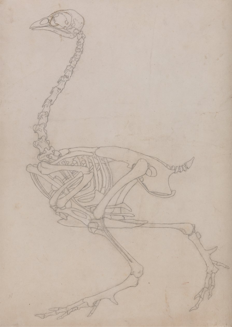 Study of a Fowl, Lateral View, from A Comparative Anatomical Exposition ...