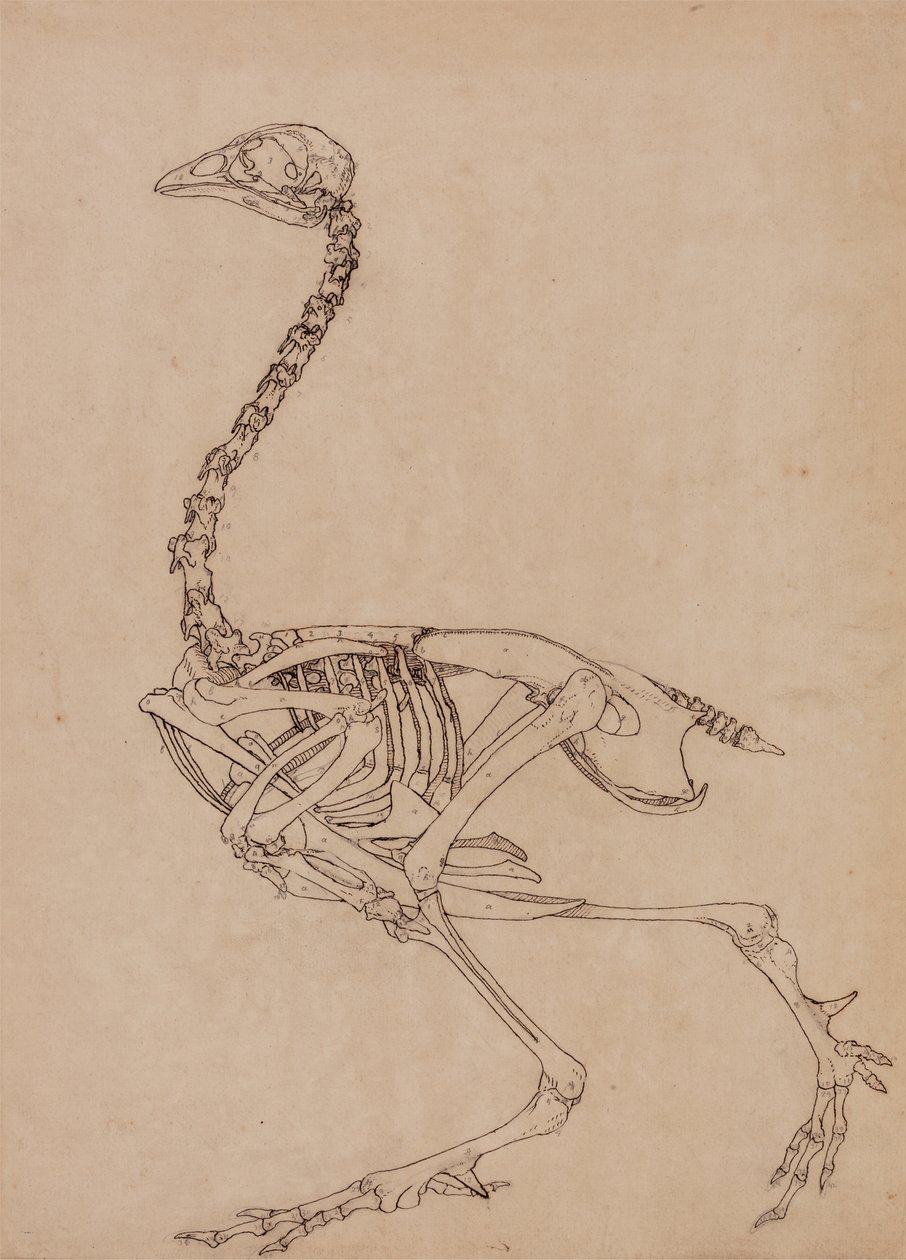 Study of a Fowl, Lateral View, from A Comparative Anatomical Exposition ...
