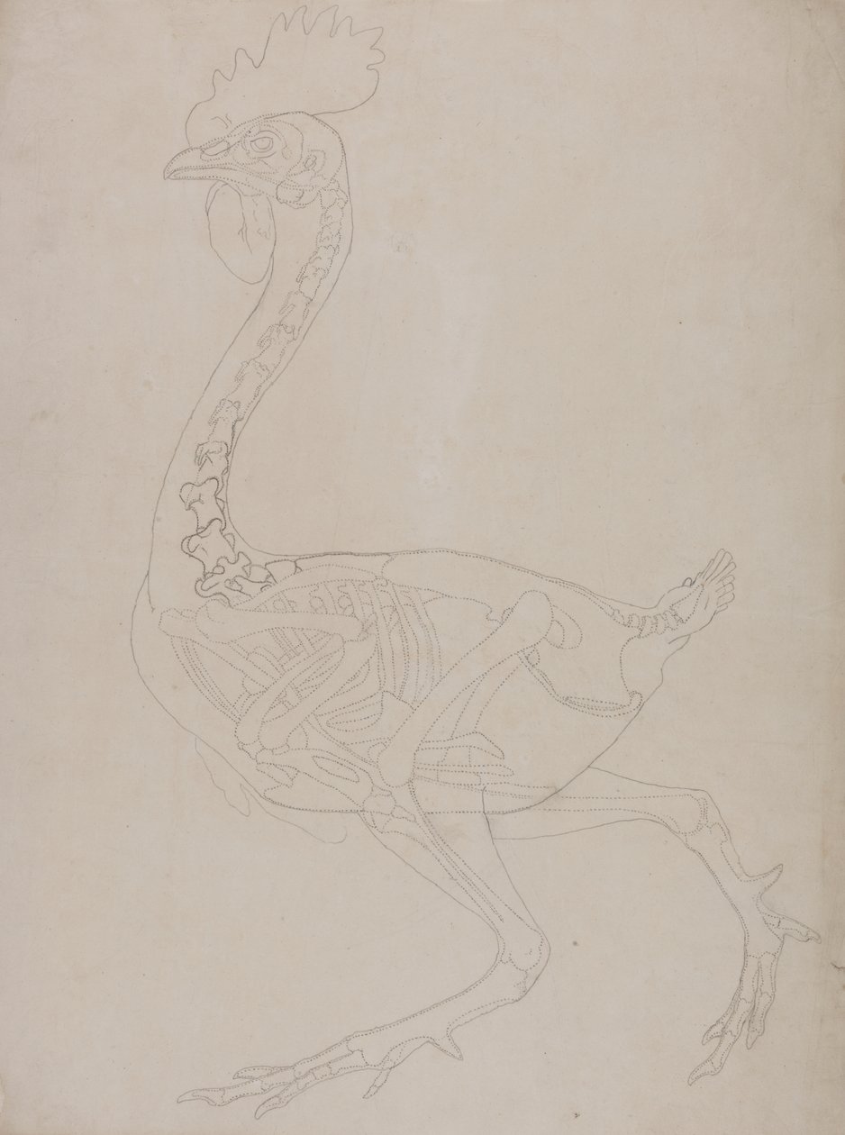 Study of a Fowl, Lateral View, from A Comparative Anatomical Exposition ...