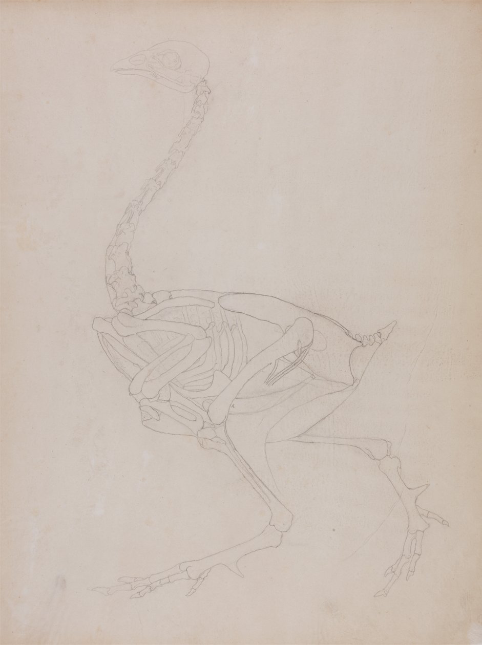Study of a Fowl, Lateral View, from A Comparative Anatomical Exposition ...