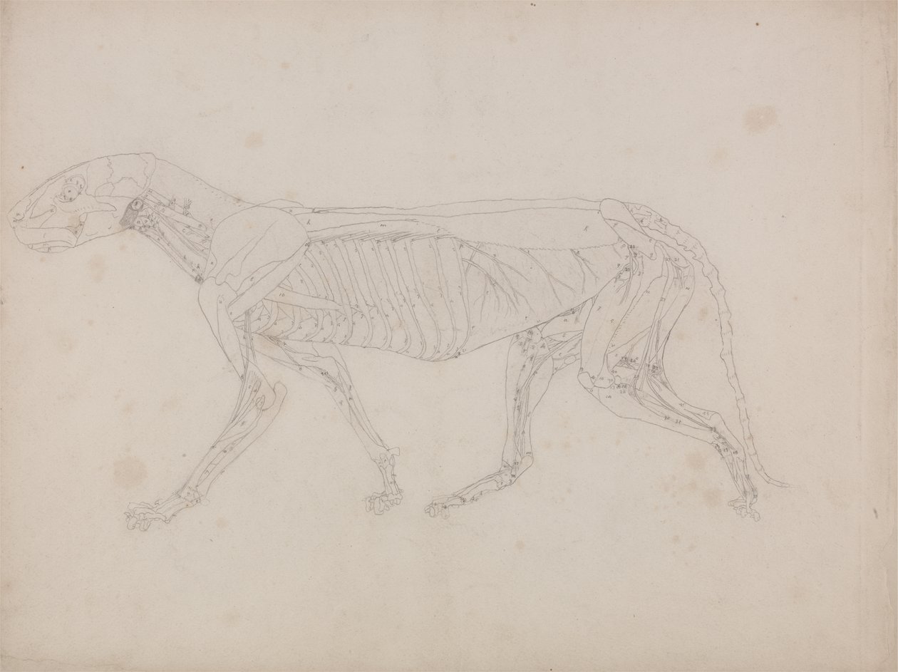 Study of a Tiger, Lateral View, from A Comparative Anatomical Exposition of the Structure of the Human Body with that of a Tiger and a Common Fowl, c.1795-1806 by George Stubbs