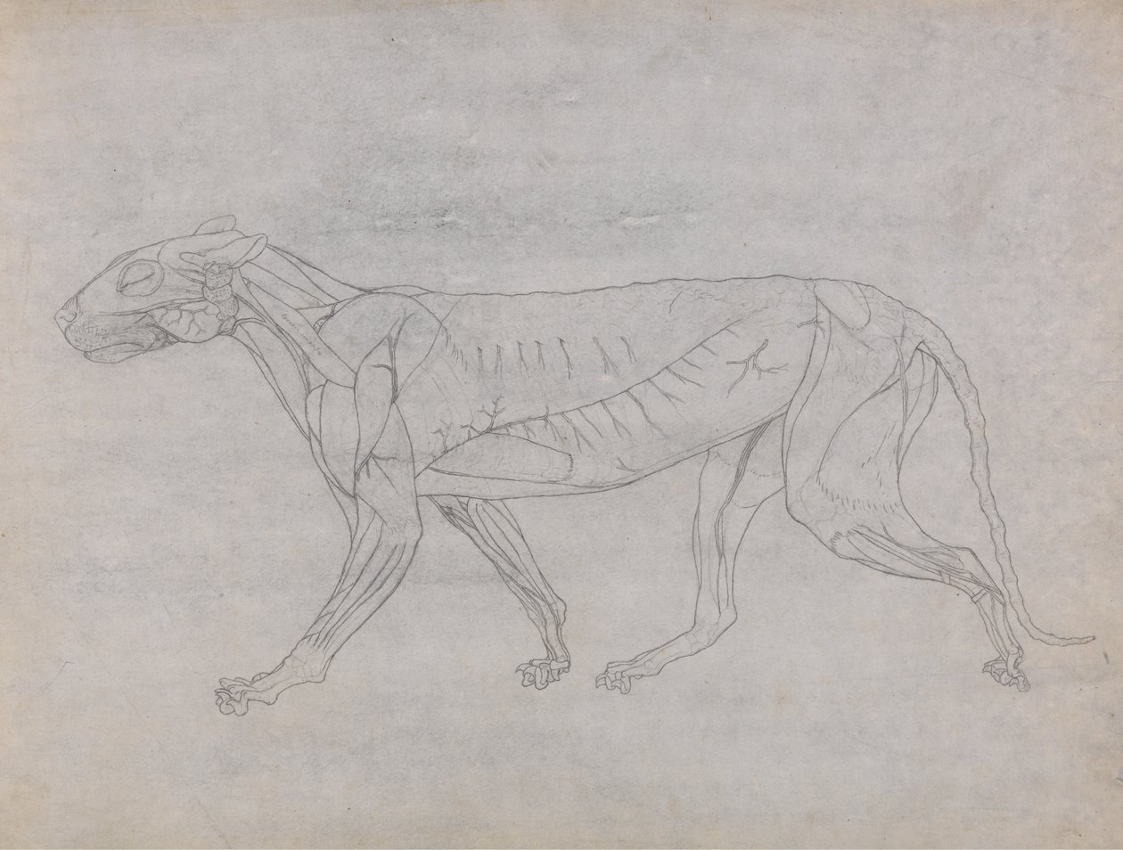 Study of a Tiger, Lateral View, from A Comparative Anatomical Exposition of the Structure of the Human Body with that of a Tiger and a Common Fowl by George Stubbs