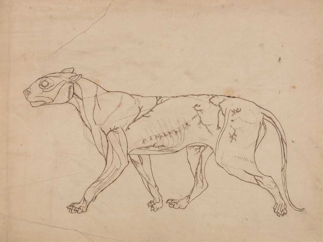 Study of a Tiger, Lateral View, from A Comparative Anatomical Exposition of the Structure of the Human Body with that of a Tiger and a Common Fowl by George Stubbs