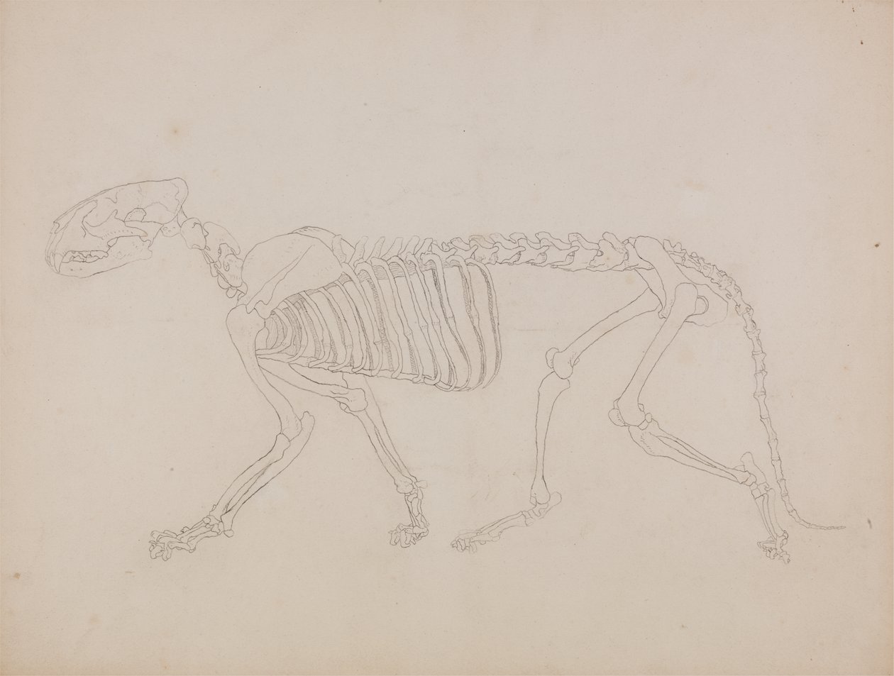 Study of a Tiger, Lateral View, from 